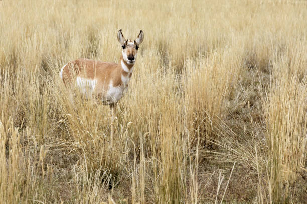Running antelope or pronghorn on the central Montana prairie of western USA in North America.