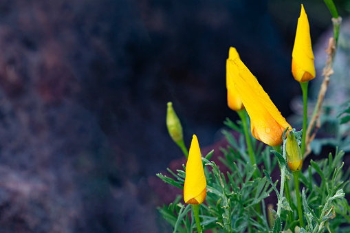 Closeup of curled tight petals on poppies before sun opens blossoms at Picacho Peak State Park in Arizona