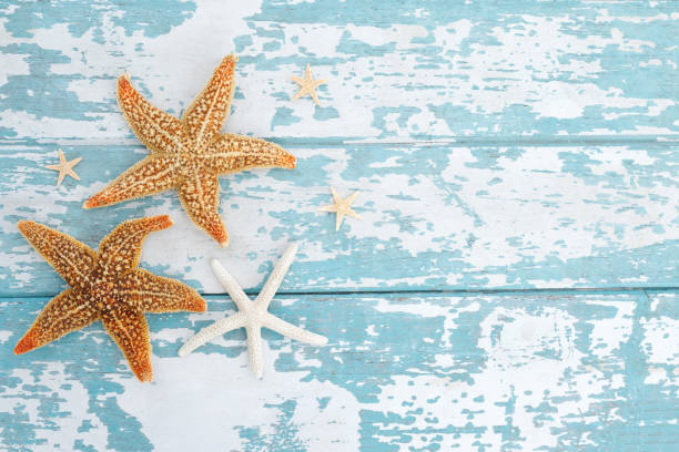istock Summer time concept with sea shells and starfish on the beach sand white background. free space for your decoration Top view. 1493652678