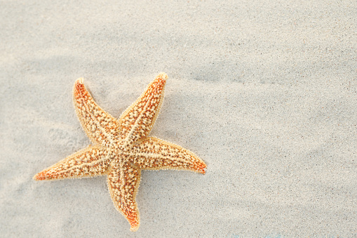 Summer time concept with sea shells and starfish on the beach sand white background. free space for your decoration Top view.