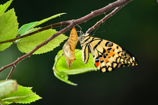 a lime butterfly chrysalis hanging on a branch, taken somewhere in the Sukoharjo region of Indonesia