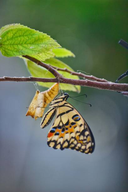 chrysalis - lime butterfly fotografías e imágenes de stock