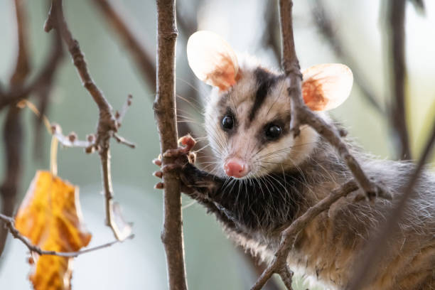 족제비는 나뭇가지에 앉아 도전적으로 카메라를 바라보고 있었다. - common opossum 뉴스 사진 이미지