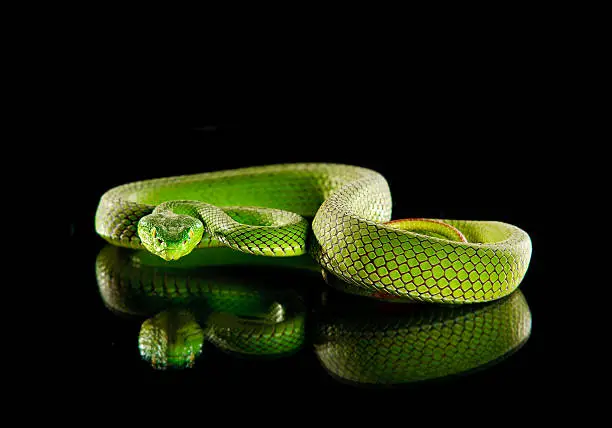Photo of Attacking green viper