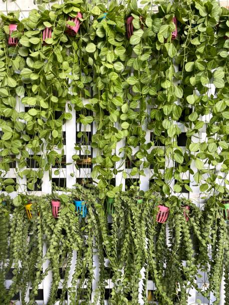 istock Vertical garden planting and decoration 1493657545