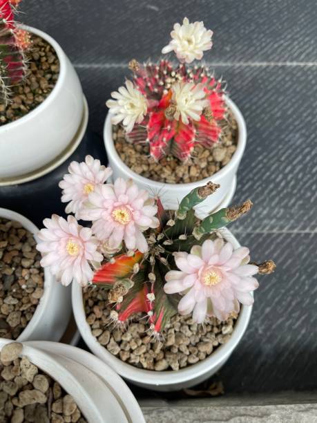 istock Beautiful gymnocalycium variegated cactus flowers blooming 1493658672