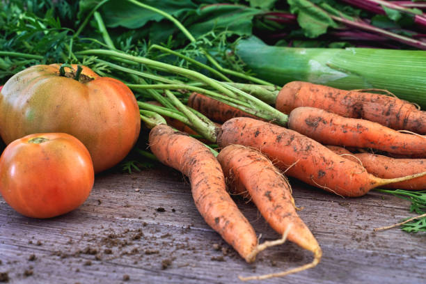 istock Fresh carrots from the kitchen garden harvest 1493658782