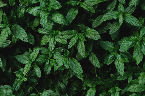 Mentha spicata, fresh garden mint plant green leaves