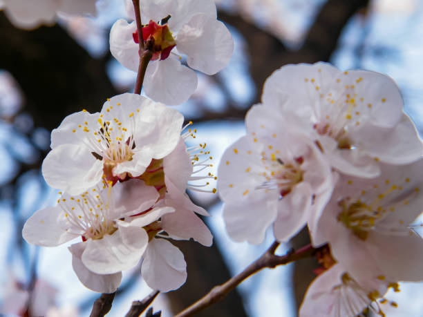 istock Several beautiful light pink apricot blossom blooming on a tree branchs. backgroudn is blurred garden. 1493659033