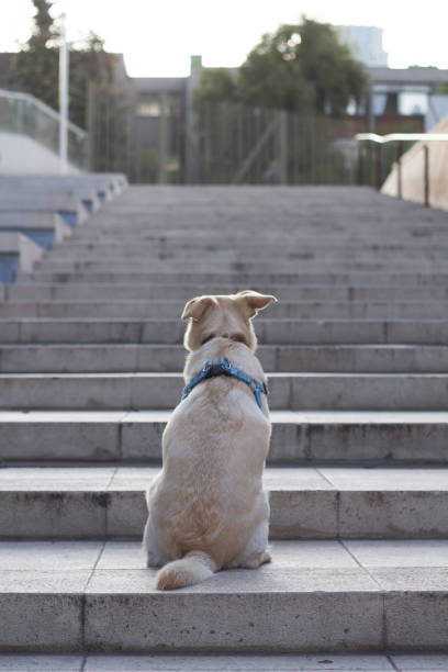istock dog sitting on ladder looking at the horizon 1493663364