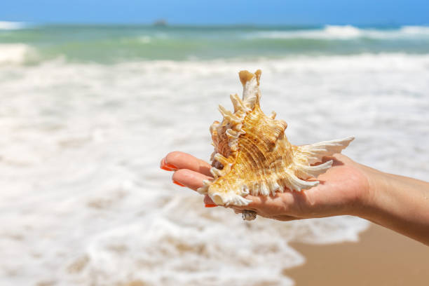 istock a beautiful shell in a gentle female hand 1493663780