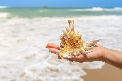a beautiful shell in a delicate female hand is photographed against the backdrop of a seascape