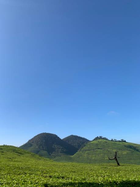 istock green tea leaves and blue sky 1493664536