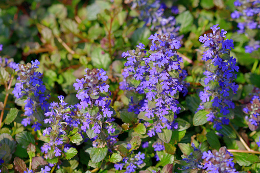 Ajuga reptans, commonly known as bugleweed, blue bugle, carpet weed etc., is a dense, rapidly spreading, mat-forming ground cover which features shiny, dark green leaves. Whorls of tiny, blue-violet flowers appear in mid to late spring on spikes rising above the foliage to 10\