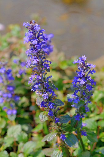 Ajuga reptans, commonly known as bugleweed, blue bugle, carpet weed etc., is a dense, rapidly spreading, mat-forming ground cover which features shiny, dark green leaves. Whorls of tiny, blue-violet flowers appear in mid to late spring on spikes rising above the foliage to 10\