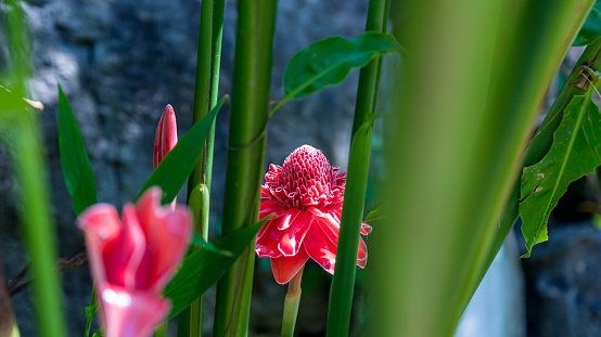 Beautiful blooming red torch ginger flower or dahlia. The red torch ginger is blooming. Tropical flower red torch ginger (Etlingera elatior or zingiberaceae)