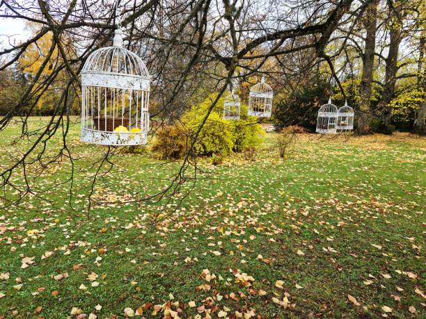 Small white bird feeders are suspended from tree branches during the fall season.