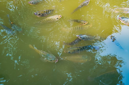 The picture shows schools of tilapia swimming around a large fish pond in the park waiting to be fed by people.