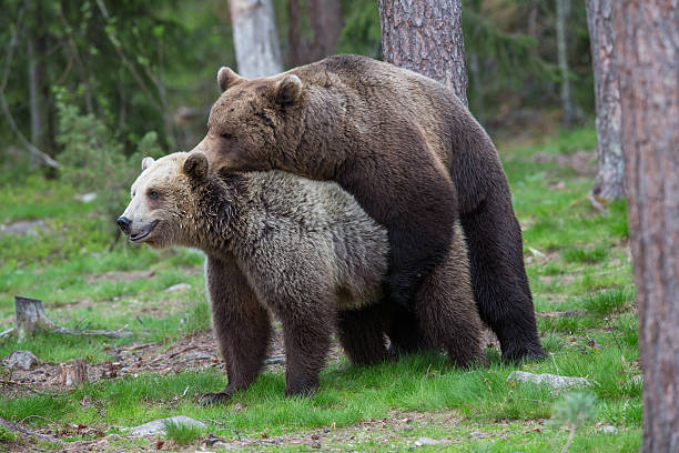 brown bears gody w las - bear animal kissing forest zdjęcia i obrazy z banku zdjęć