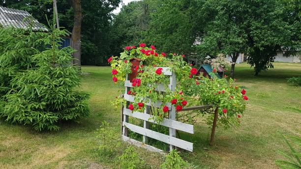 istock Timber framed red flowers are planted on the front lawn in summer 1493668412