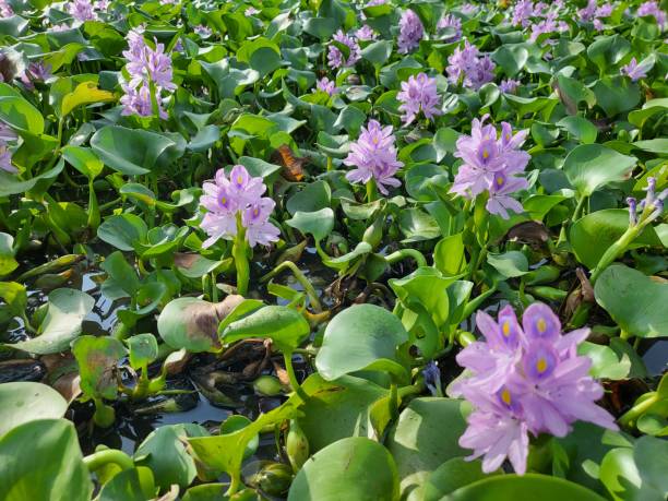 istock Blooming water hyacinth flowers. 1493669216