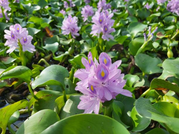 istock Blooming water hyacinth flowers. 1493669376