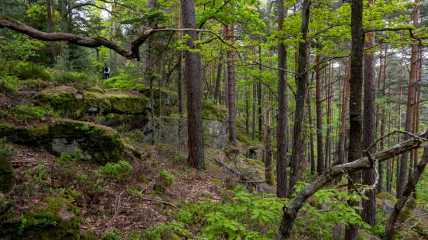 Mont-Saint-Odile forest landscape in the Vosges mountains in Alsace in spring Mysterious forest around Mont-Sainte-Odile with rock formations stone wall stone wall crag stock pictures, royalty-free photos & images