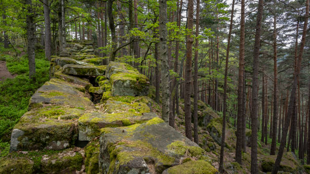 Mont-Saint-Odile forest landscape in the Vosges mountains in Alsace in spring Pagan wall in the mysterious forest of Mont-Sainte-Odile with moss and old stones stone wall stone wall crag stock pictures, royalty-free photos & images