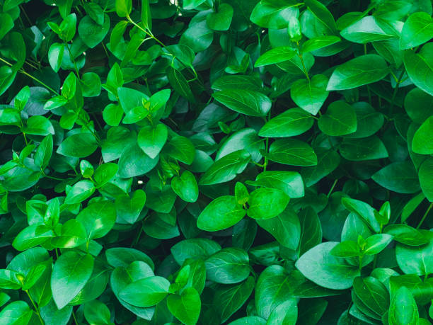 istock Tropical Leaves, Abstract Green Leaves texture, Nature Background. 1493672173