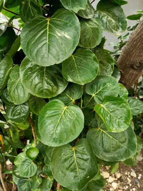 istock Close up of plum aralia plant 1493672920