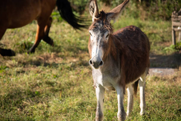 istock Livestock in the countryside 1493673002