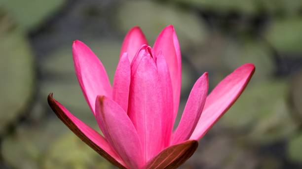 istock Beautiful freshly bloomed pink lotus on a blurred background 1493674143
