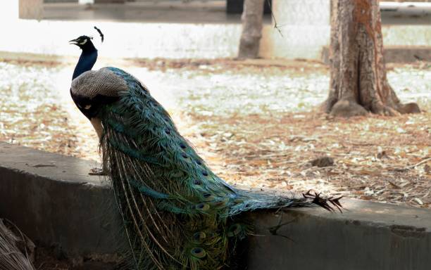 istock Beautiful peacock in its natural habitat on a blurred background in spring 1493674152