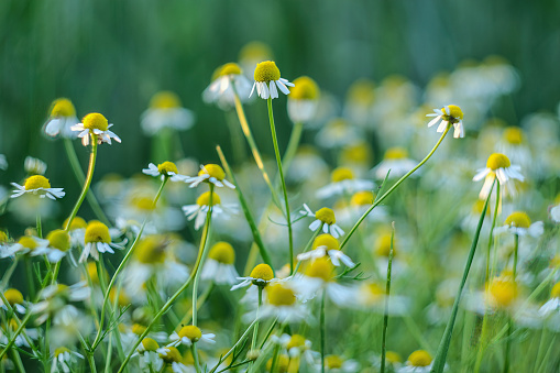 Flowering. Chamomile. Blooming chamomile field, Chamomile flowers on a meadow in summer