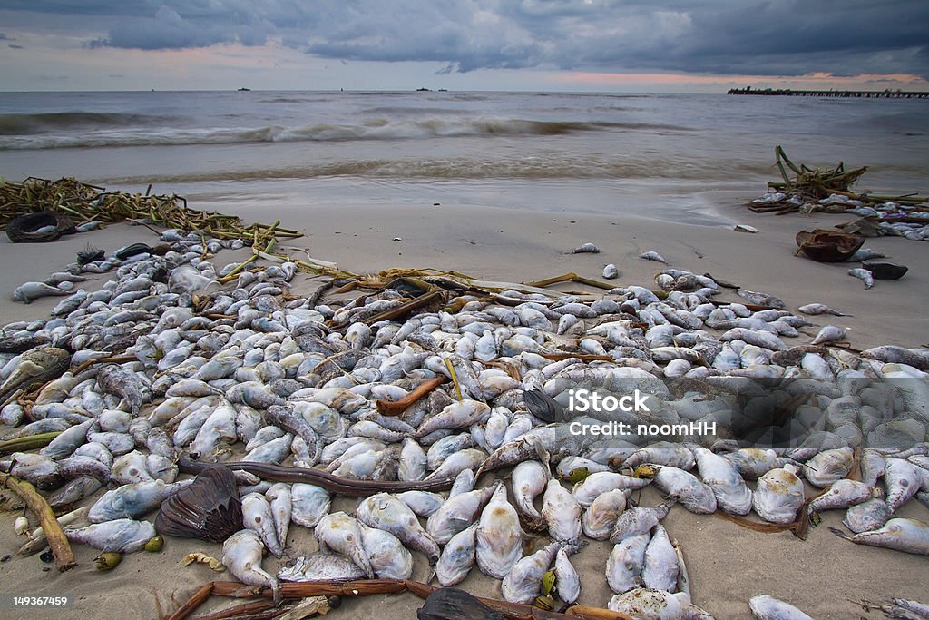dead fish on the beach A lot of dead fish on the beach Animal Stock Photo