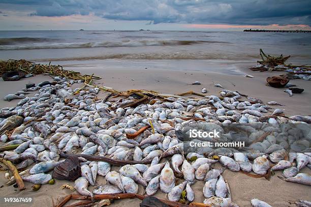 Dead Fish On The Beach Stock Photo - Download Image Now - Animal, Beach, Dead Animal