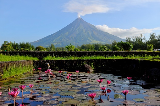 Beautiful scenic portrait of Mayon volcano with rice field in Albay Province, Philippines with white smoke.