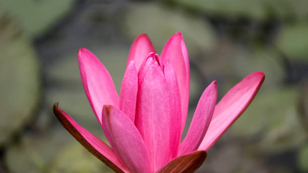 istock Beautiful freshly bloomed pink lotus on a blurred background 1493674758