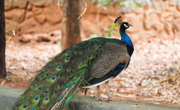 istock Beautiful view of a peacock 1493675271