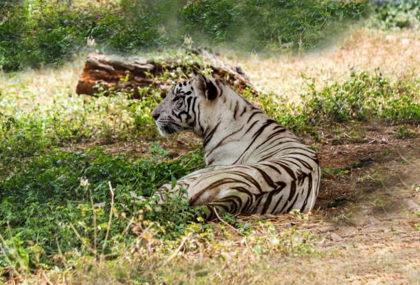 istock A white tiger sitting in the ground 1493675354