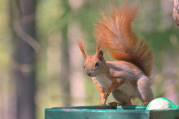 istock A bright red squirrel froze on a forest feeder. 1493676776