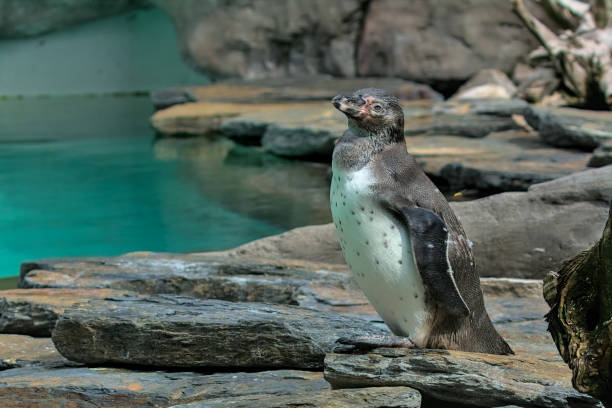 istock The Humboldt Penguin is a medium-sized penguin. 1493676785