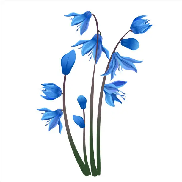 Vector illustration of Set of blue spring squill leaf and stem vector flowers, symbol of spring and spring holidays