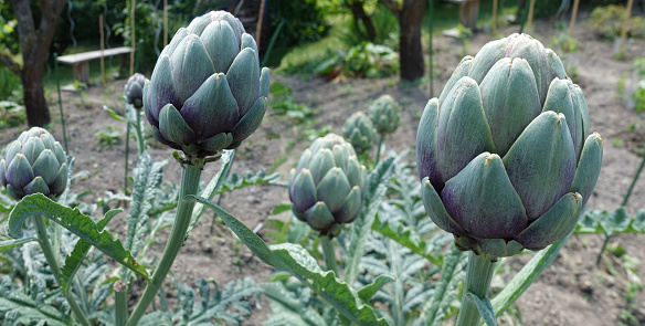 Artichokes in a vegetable patch  Panoramic image