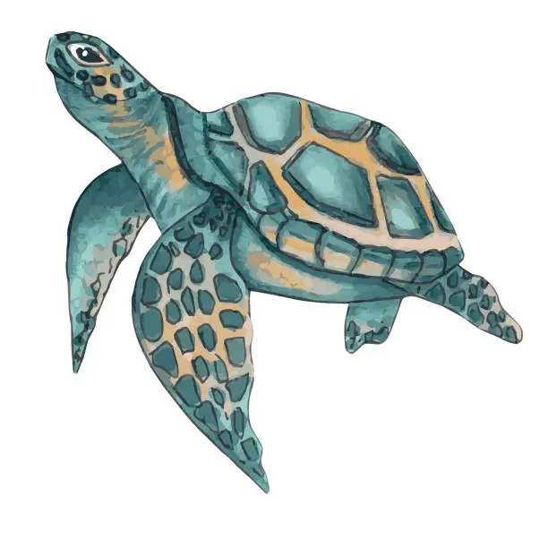 Vector illustration of Sea turtle. Cute animal design. Turquoise sea turtle swims in the water.