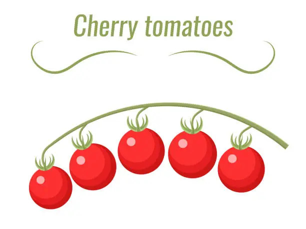 Vector illustration of Vector illustration of cherry tomatoes. Vector icon, flat design.