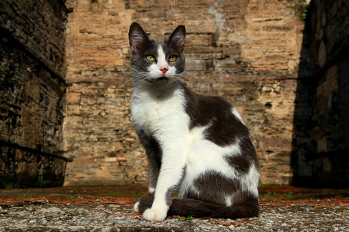 Photo of a proud spotted cat staring intently to the side against the background of a brick wall