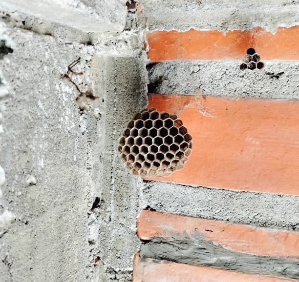 istock wasp nest in the wall 1493679719