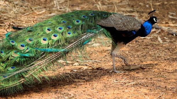 istock Beautiful view of a peacock 1493680711