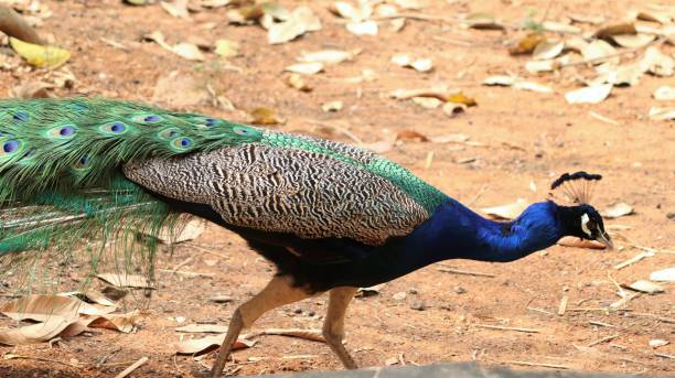 istock Beautiful view of a peacock 1493680976